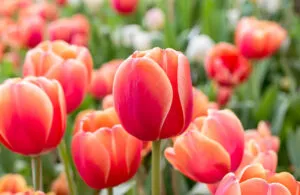 Tulipan
